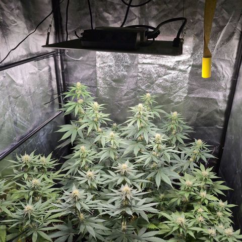 Shogun  #3 growlog timeline photo