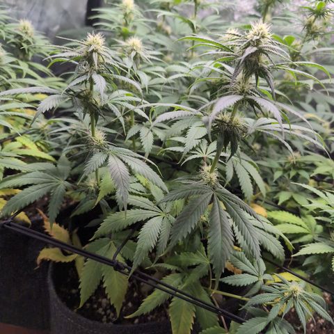Shogun  #3 growlog timeline photo