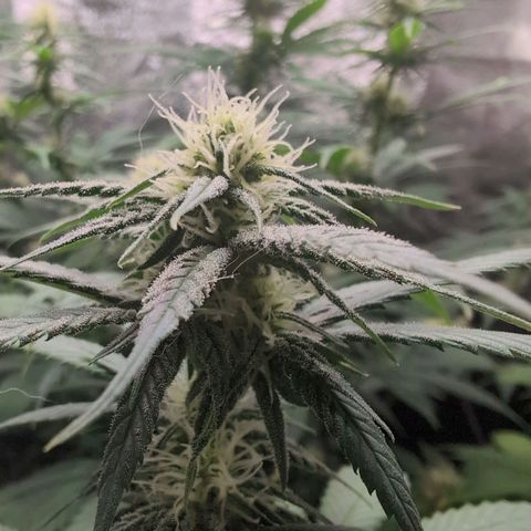 Shogun  #3 growlog timeline photo