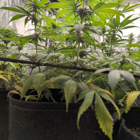 Shogun  #3 growlog timeline photo