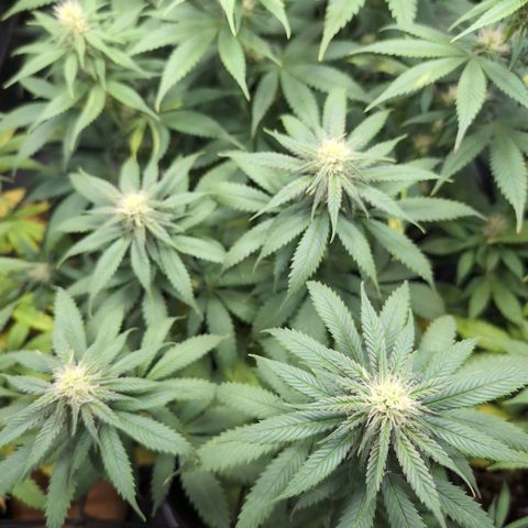 Shogun  #3 growlog timeline photo