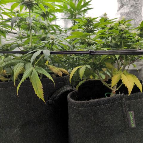 Shogun  #3 growlog timeline photo