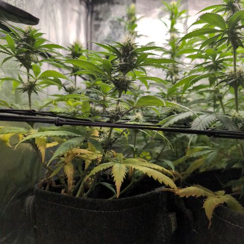 Shogun  #3 growlog timeline photo
