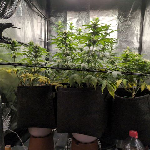 Shogun  #3 growlog timeline photo