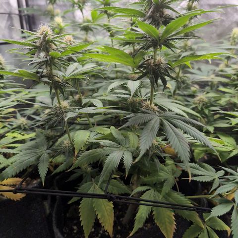Shogun  #3 growlog timeline photo