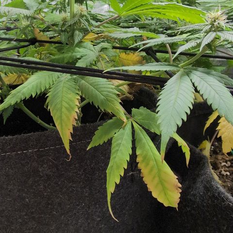 Shogun  #3 growlog timeline photo