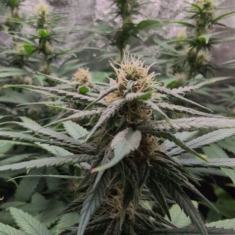 Shogun  #3 growlog timeline photo