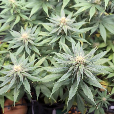 Shogun  #3 growlog timeline photo