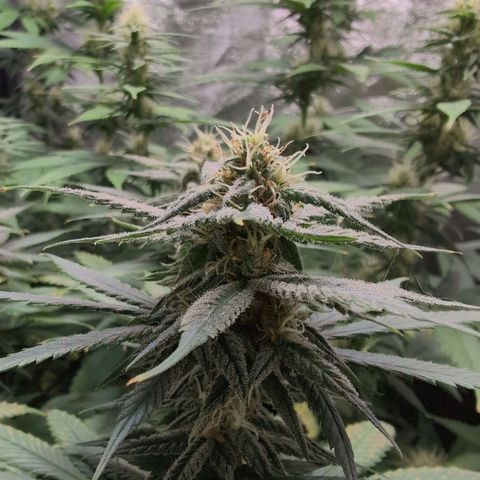 Shogun  #3 growlog timeline photo