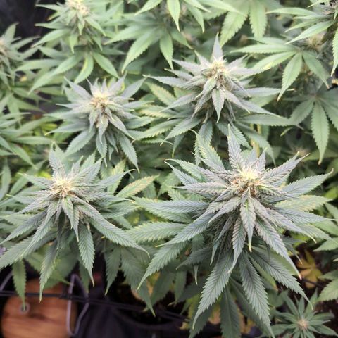 Shogun  #3 growlog timeline photo