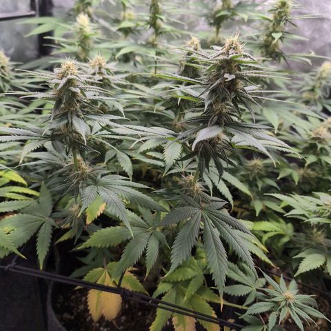 Shogun  #3 growlog timeline photo