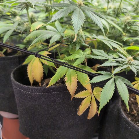 Shogun  #3 growlog timeline photo