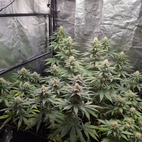 Shogun  #3 growlog timeline photo