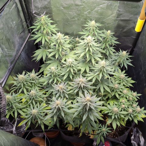 Shogun  #3 growlog timeline photo