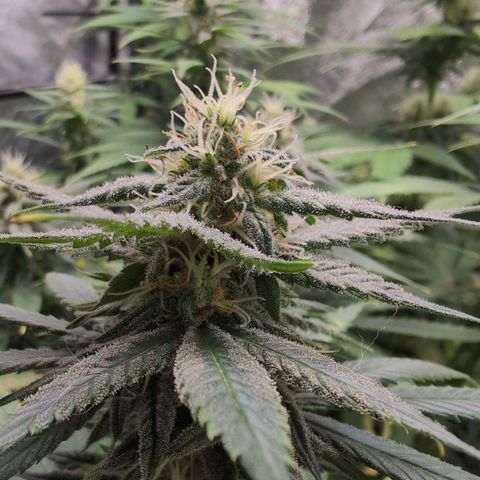 Shogun  #3 growlog timeline photo