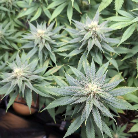 Shogun  #3 growlog timeline photo