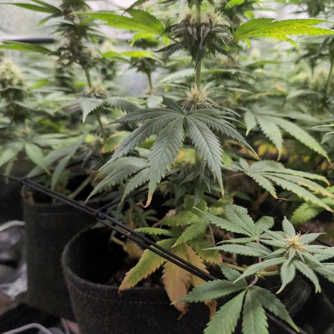 Shogun  #3 growlog timeline photo