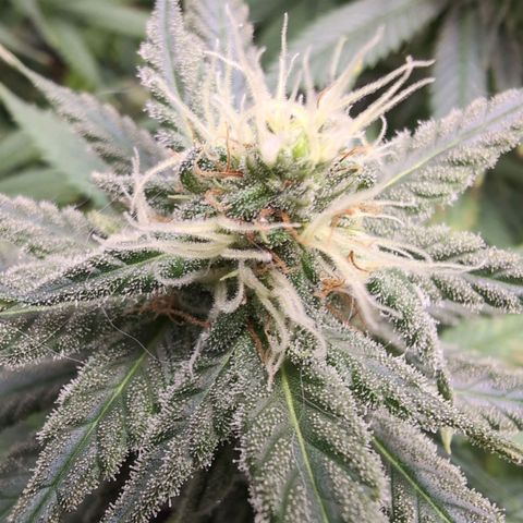 Shogun  #3 growlog timeline photo