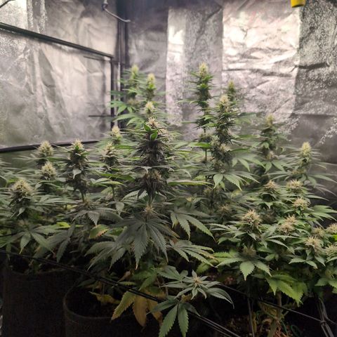 Shogun  #3 growlog timeline photo