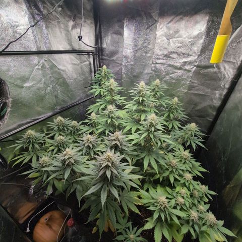Shogun  #3 growlog timeline photo