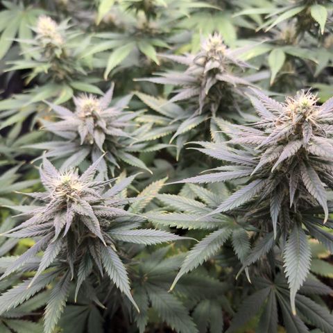 Shogun  #3 growlog timeline photo