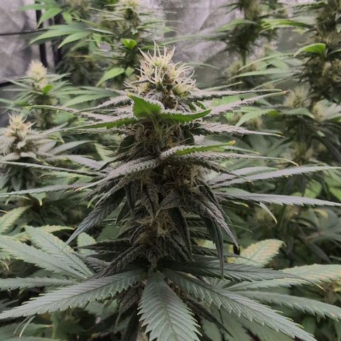 Shogun  #3 growlog timeline photo