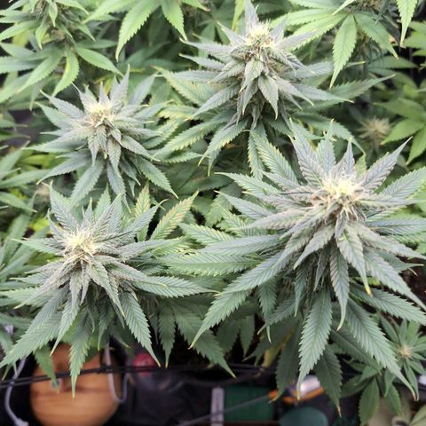 Shogun  #3 growlog timeline photo