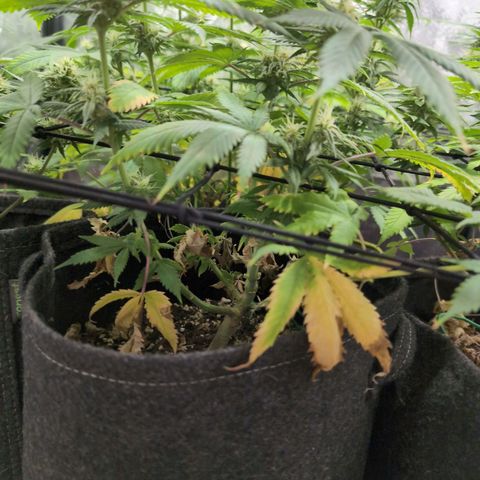 Shogun  #3 growlog timeline photo