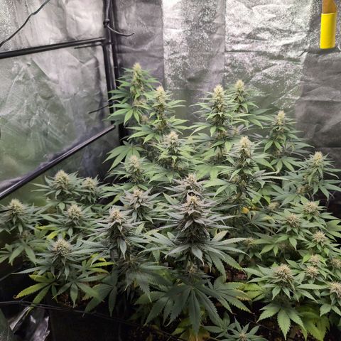 Shogun  #3 growlog timeline photo