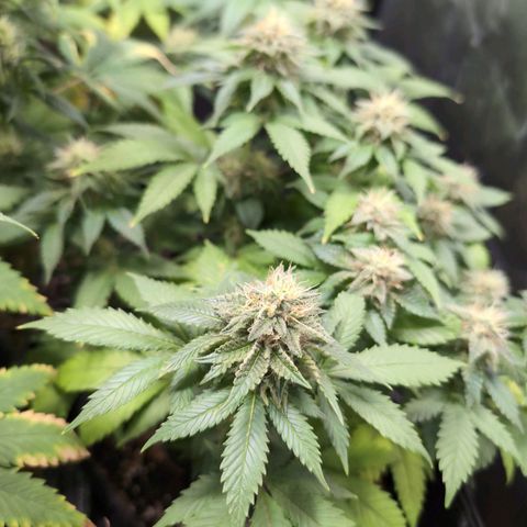 Shogun  #3 growlog timeline photo