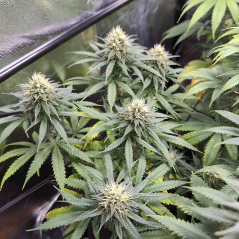 Shogun  #3 growlog timeline photo