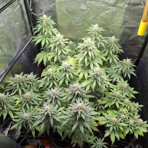 Shogun  #3 growlog timeline photo