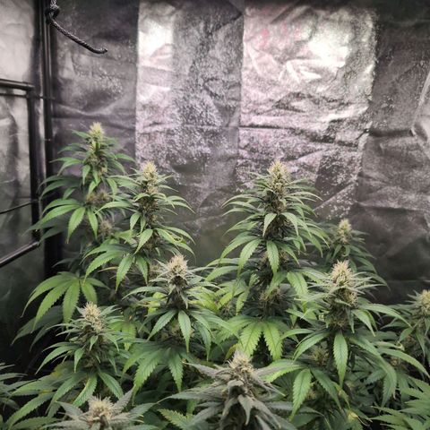 Shogun  #3 growlog timeline photo