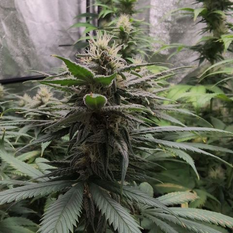 Shogun  #3 growlog timeline photo