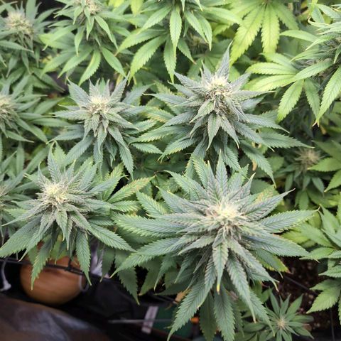 Shogun  #3 growlog timeline photo