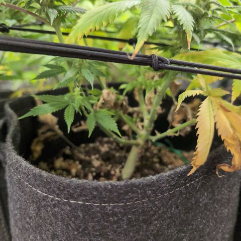 Shogun  #3 growlog timeline photo