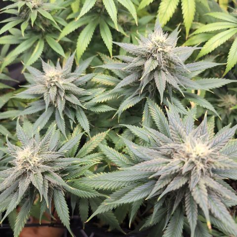Shogun  #3 growlog timeline photo