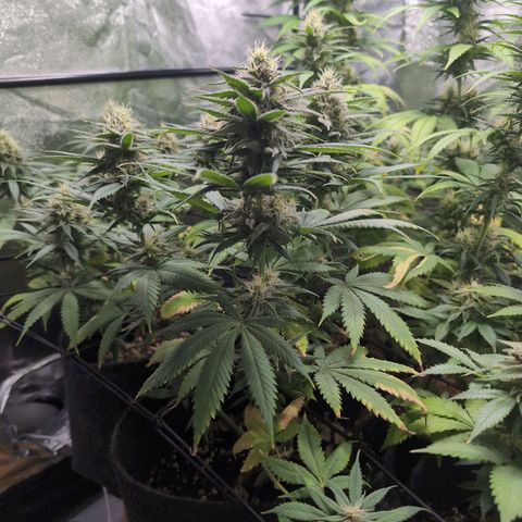 Shogun  #3 growlog timeline photo