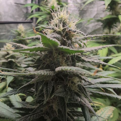 Shogun  #3 growlog timeline photo