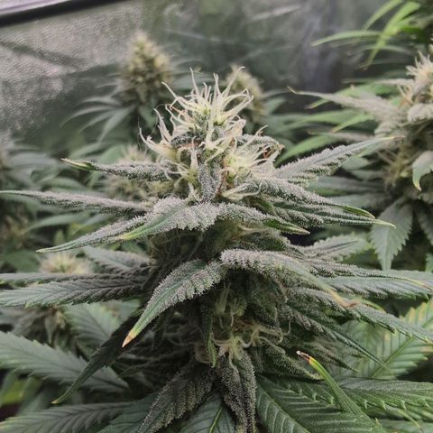 Shogun  #3 growlog timeline photo