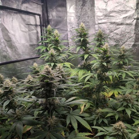 Shogun  #3 growlog timeline photo