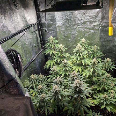 Shogun  #3 growlog timeline photo
