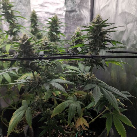Shogun  #3 growlog timeline photo