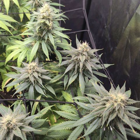 Shogun  #3 growlog timeline photo