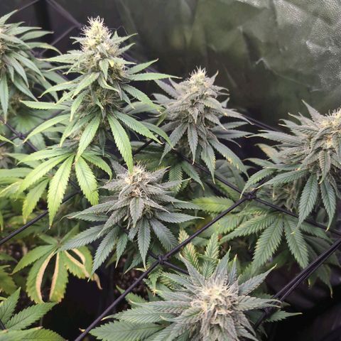 Shogun  #3 growlog timeline photo