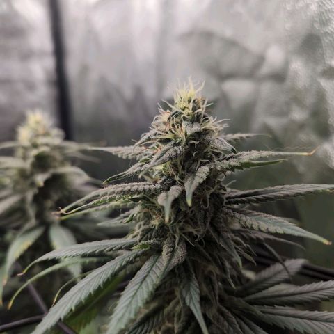Shogun  #3 growlog timeline photo