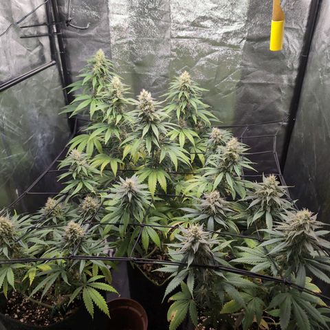 Shogun  #3 growlog timeline photo