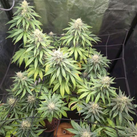 Shogun  #3 growlog timeline photo