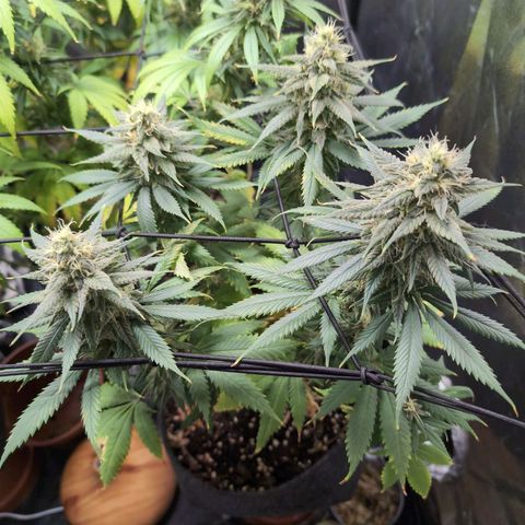 Shogun  #3 growlog timeline photo