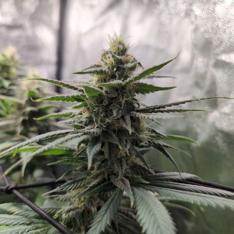 Shogun  #3 growlog timeline photo